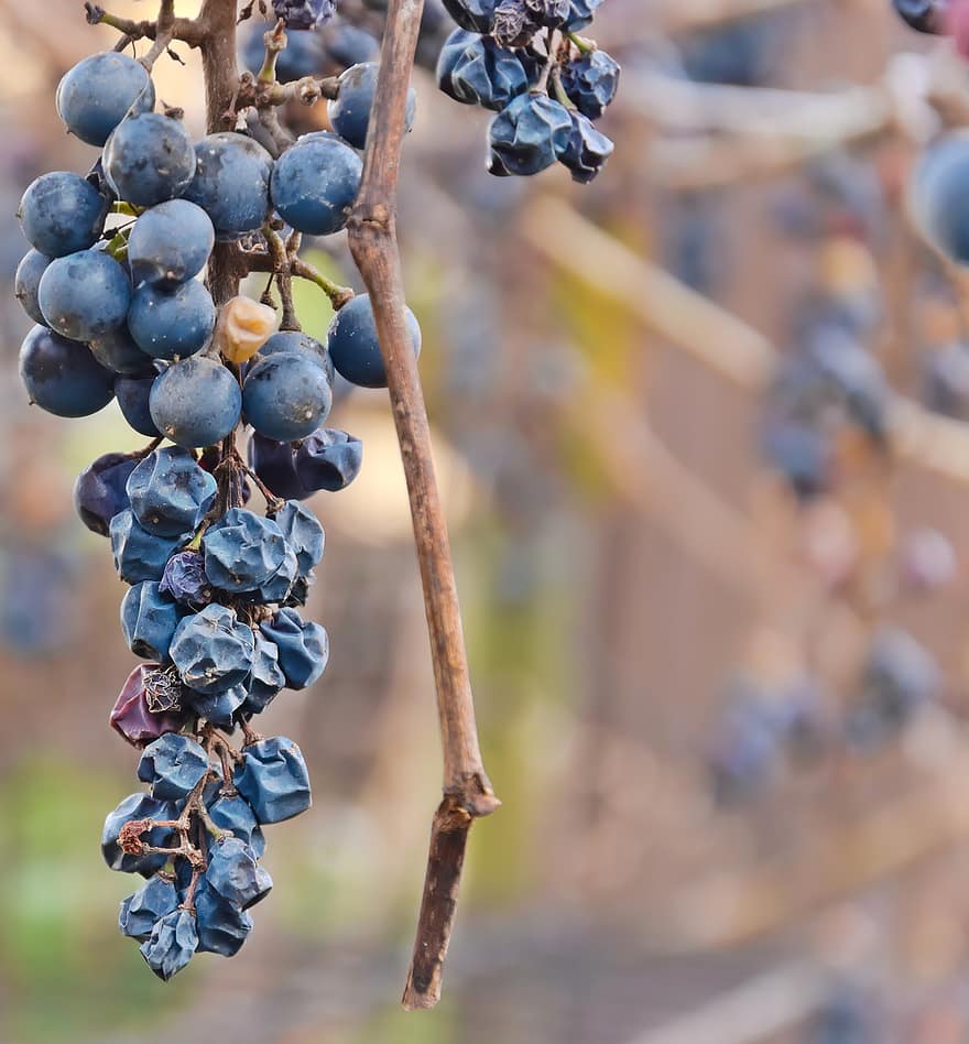 jagody, winnica, wino, zimowy, uprawa winorośli, organiczny