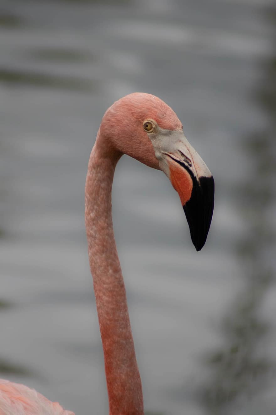 flamingo, putns, dzīvnieku, rēķinu, knābis, ūdens putns, savvaļas dzīvnieki, fauna