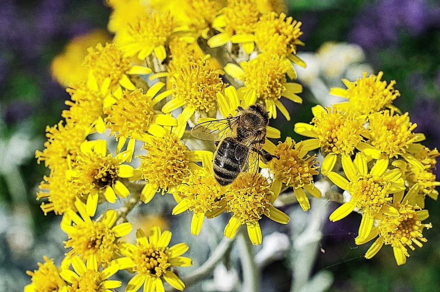 pszczoła, żółte kwiaty, zapylanie, Natura, żółty, kwiat, owad, lato, zbliżenie, na dworze, zwierzę