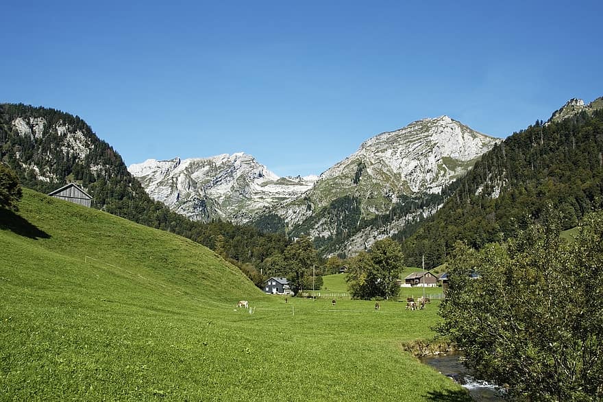 Houses, Trees, Mountains, Forest, Old St, Meadow Pastures, Gall, St, Alps, Thurtal, Cows