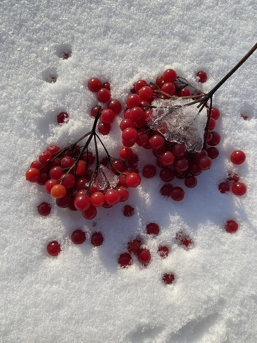 Snow, Viburnum, Rowan, Nature, Winter, Cold, season, close-up, freshness, backgrounds, berry fruit