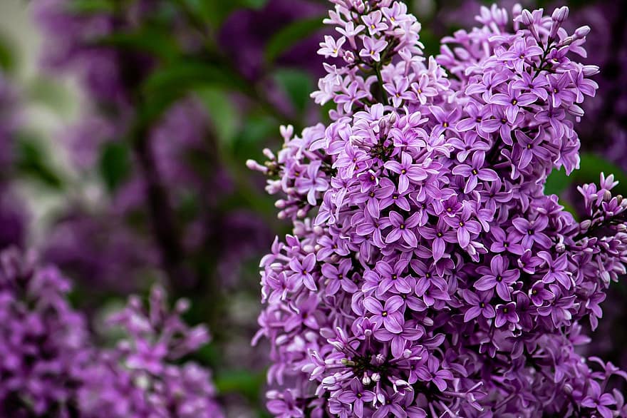 Lilac, Lilac Blossoms, Spring, Nature, Background, Wallpaper, purple, plant, close-up, flower, summer