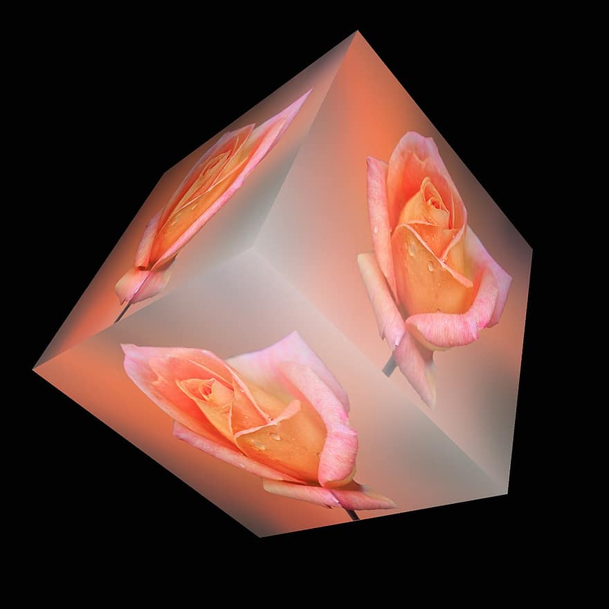 cubo, flor, Rosa, naranja