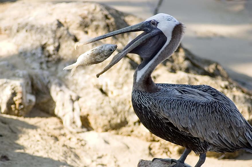 pássaro, pelicano, ornitologia, Pelicano Marrom de Galápagos, espécies, fauna, aviária, animal, animais selvagens