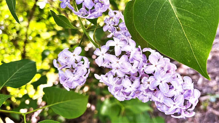 ungu, bunga lilac, bunga ungu, musim semi, berkembang, alam, daun, menanam, merapatkan, musim panas, bunga