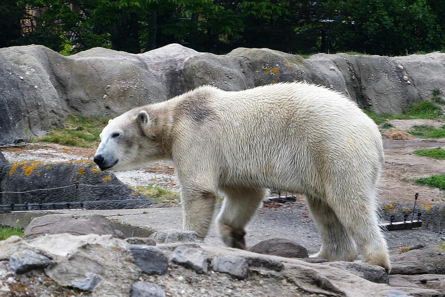 gấu Bắc cực, động vật hoang dã, động vật ăn thịt, động vật, hoang dã, thế giới động vật, động vật có vú, Tốt bụng, khách thăm quan, Thiên nhiên, thú vật