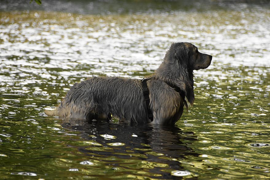 hund, Golden retriever, innsjø, innenlands, søle, seletøy, refleksjon, dyr, kjæledyr, snute, labrador