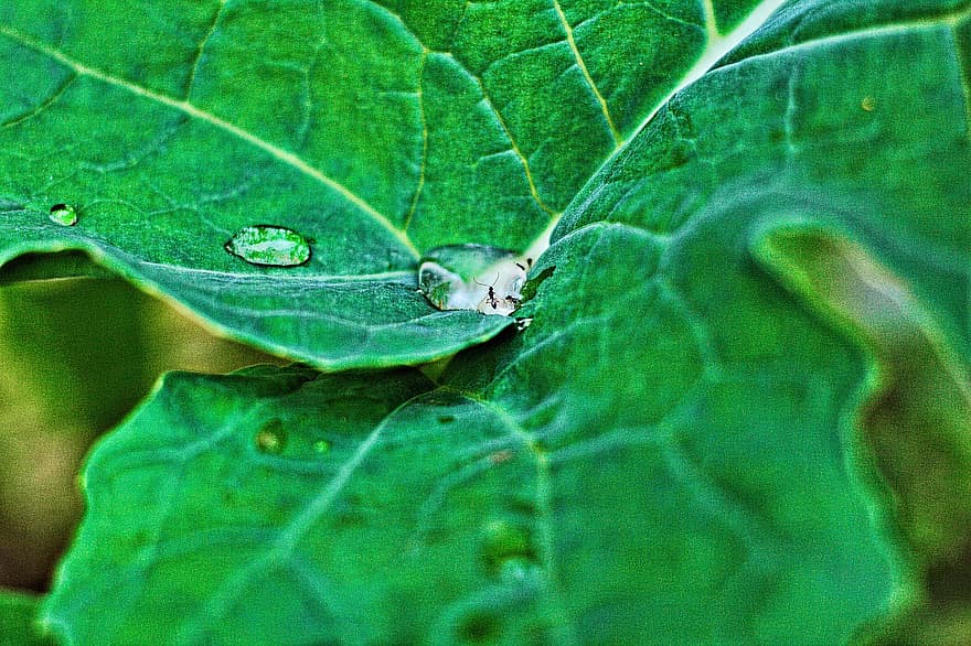 листо, мравки, капчици
