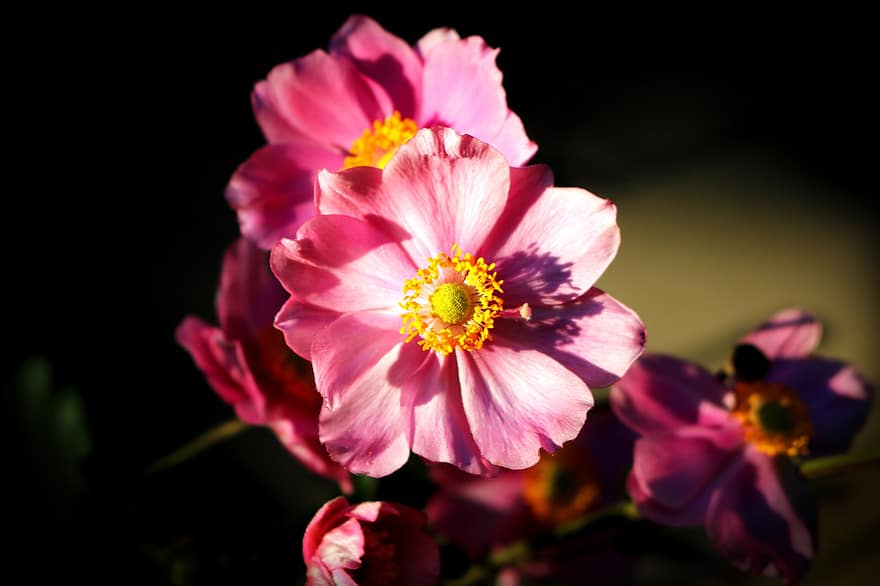 anemonen, bloemen, tuin-, roze bloemen, bloemblaadjes, roze bloemblaadjes, bloeien, bloesem, planten, flora, natuur