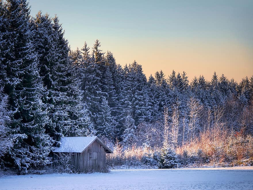 Skov, vinter, solnedgang, skov, hytte, lysning, skumring, sne, træ, landskab, sæson