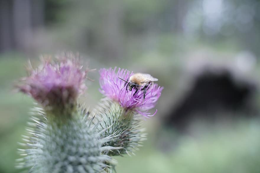 Abelha Hummel, abelha, cardo, flor, flora, plantar, Flor, inseto, natureza, polinização, cardo de lança