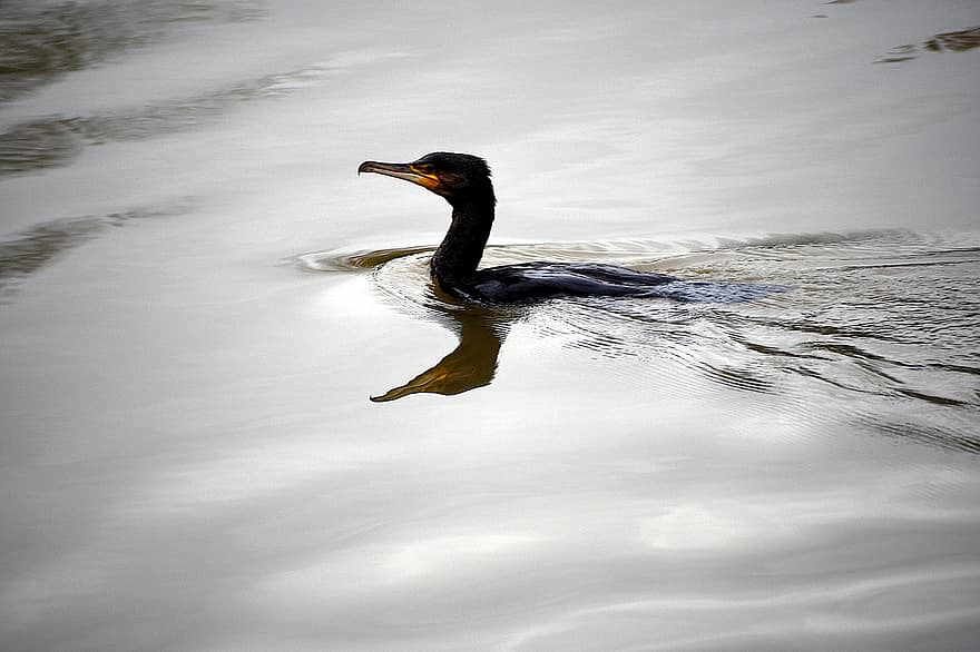 kormoranų, paukštis, ežeras, vandens paukštis, gyvūnas, laukinės gamtos, vanduo