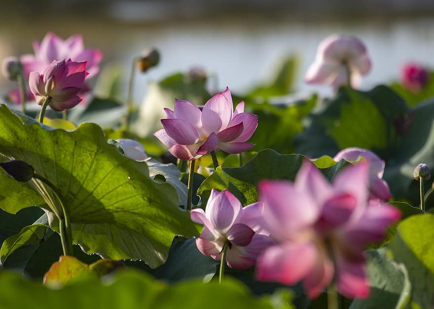 Lotus Flower, May Flower Season, Bright Colors, Cool Fragrance