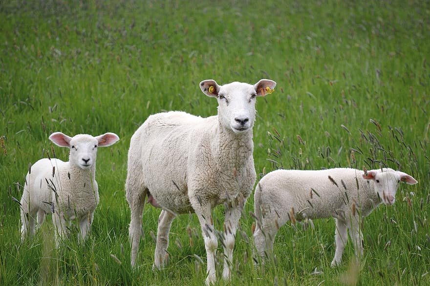 vee, dieren, dieren in het wild, schapen, lammeren, landelijk, landbouw, landschap, gras, veld-, natuur