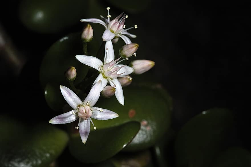Jade-Pflanze, Blumen, saftig, weiße Blumen, Knospen, Blütchen, blühen, Natur, Nahansicht, Pflanze, Blatt