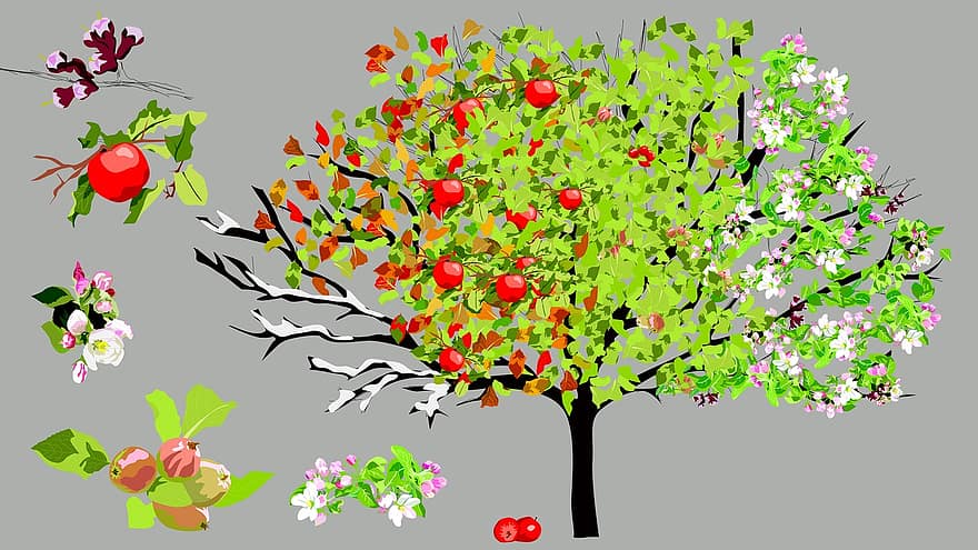 Pomme, pommier, saisons, printemps, été, l'automne, hiver, arbre, Floraison, fruits, fruits à pépins