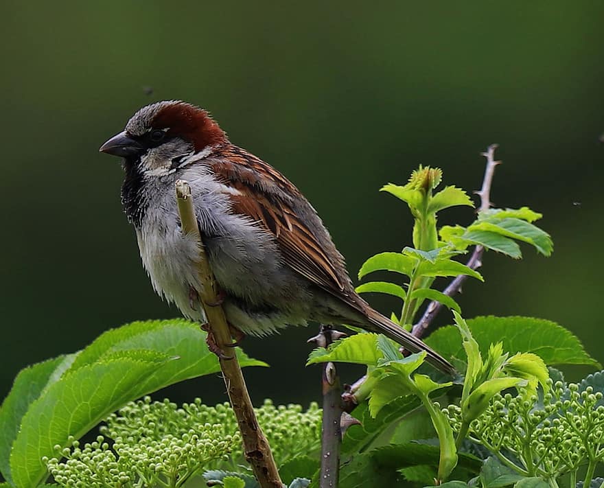 Bird, House Sparrow, Plumage, Feathers, Ornithology, Avian, beak, feather, animals in the wild, close-up, branch