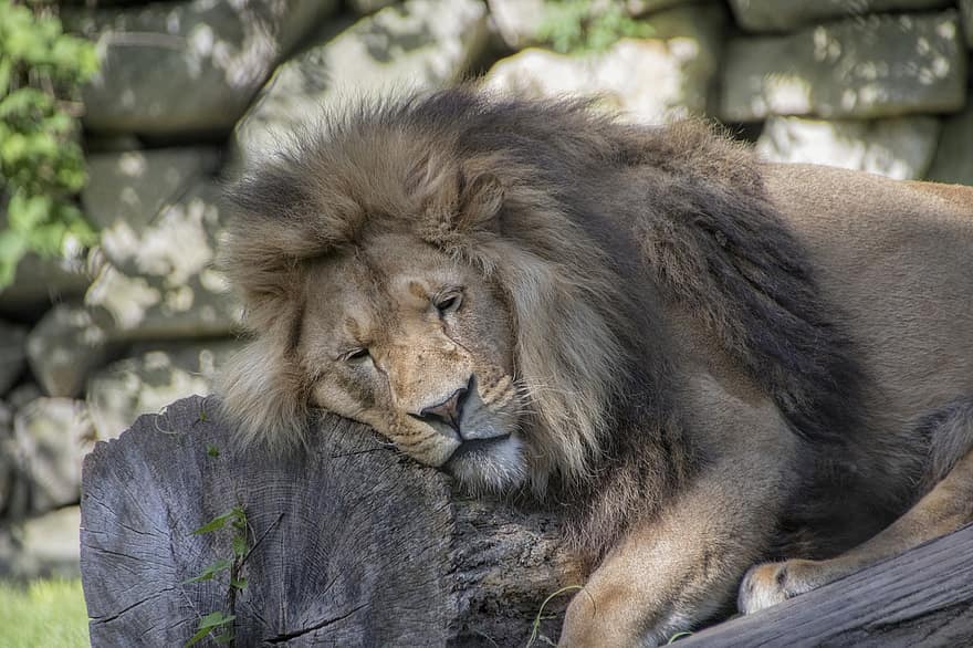 Lion, en train de dormir, repos, Roi, crinière, félin, chat sauvage, sauvage, animal, mammifère, animal sauvage