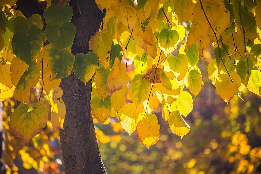 lapas, stumbrs, kritums, rudenī, rudens lapas, dzeltenas lapas, zaļumi, filiāles, koks, augu, raksturs