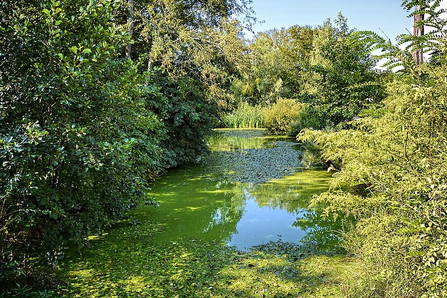парк с птици, река, дървета, гора, Villars Les Dombes, лято, дърво, зелен цвят, вода, пейзаж, трева