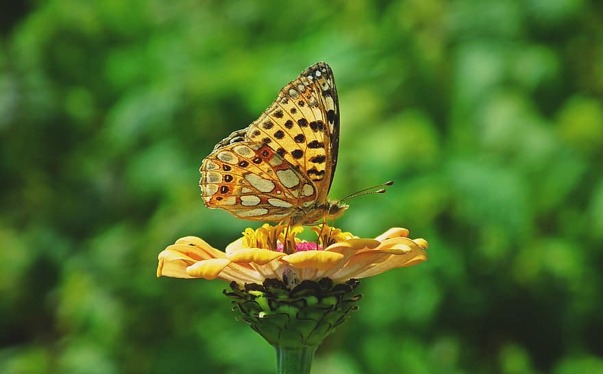 Insekt, Schmetterling, Blume, Pollen, bestäuben, Bestäubung, Flügel, Schmetterlingsflügel, geflügeltes Insekt, Schmetterlinge, Entomologie