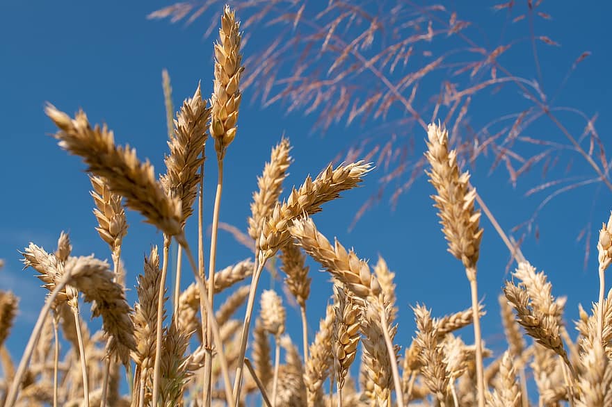 trigo, cereales, campo, grano, maizal, campo de trigo, naturaleza, planta, comida, espiga