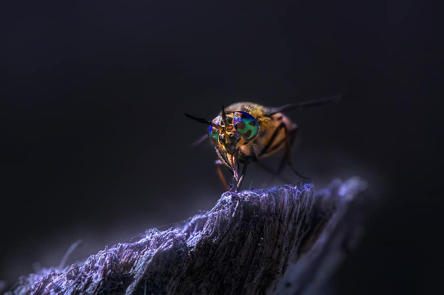 Splayed Deer Fly, mosca, inseto, Chrysops Caecutiens, mosca de cavalo, natureza, macro