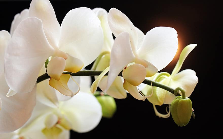 орхідеї, квіти, квітка, Рослина, кімнатні рослини, дорогоцінна квітка, білий, теплиця для орхідей, бутон, цвітіння, гарний