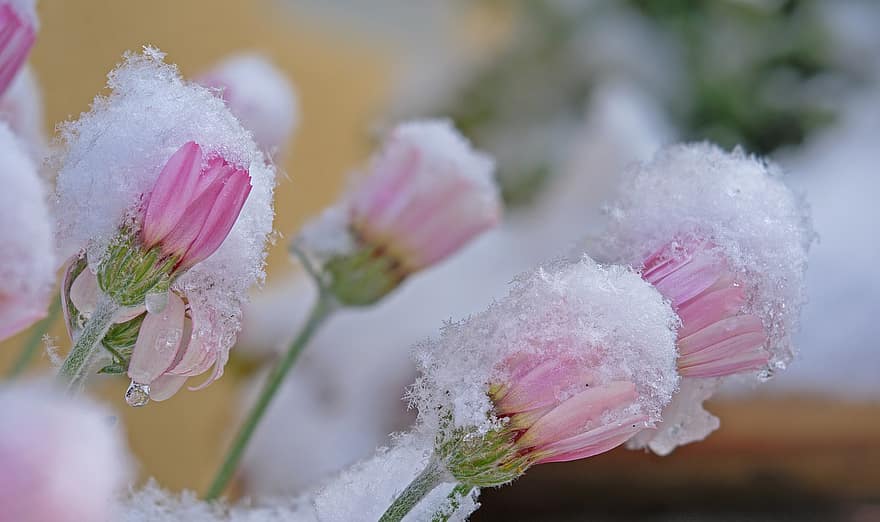 kwiat, kwitnąć, śnieg, Kryształy lodu, zbliżenie, roślina, płatek, liść, głowa kwiatu, lato, kolor różowy