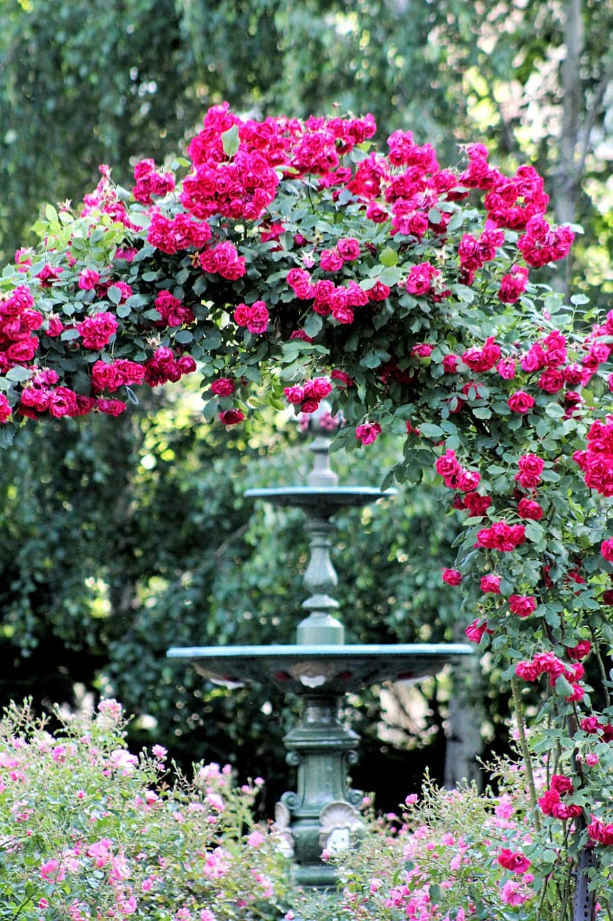 tốt, Đài phun nước, hoa hồng, cánh hoa, Nước, hoa