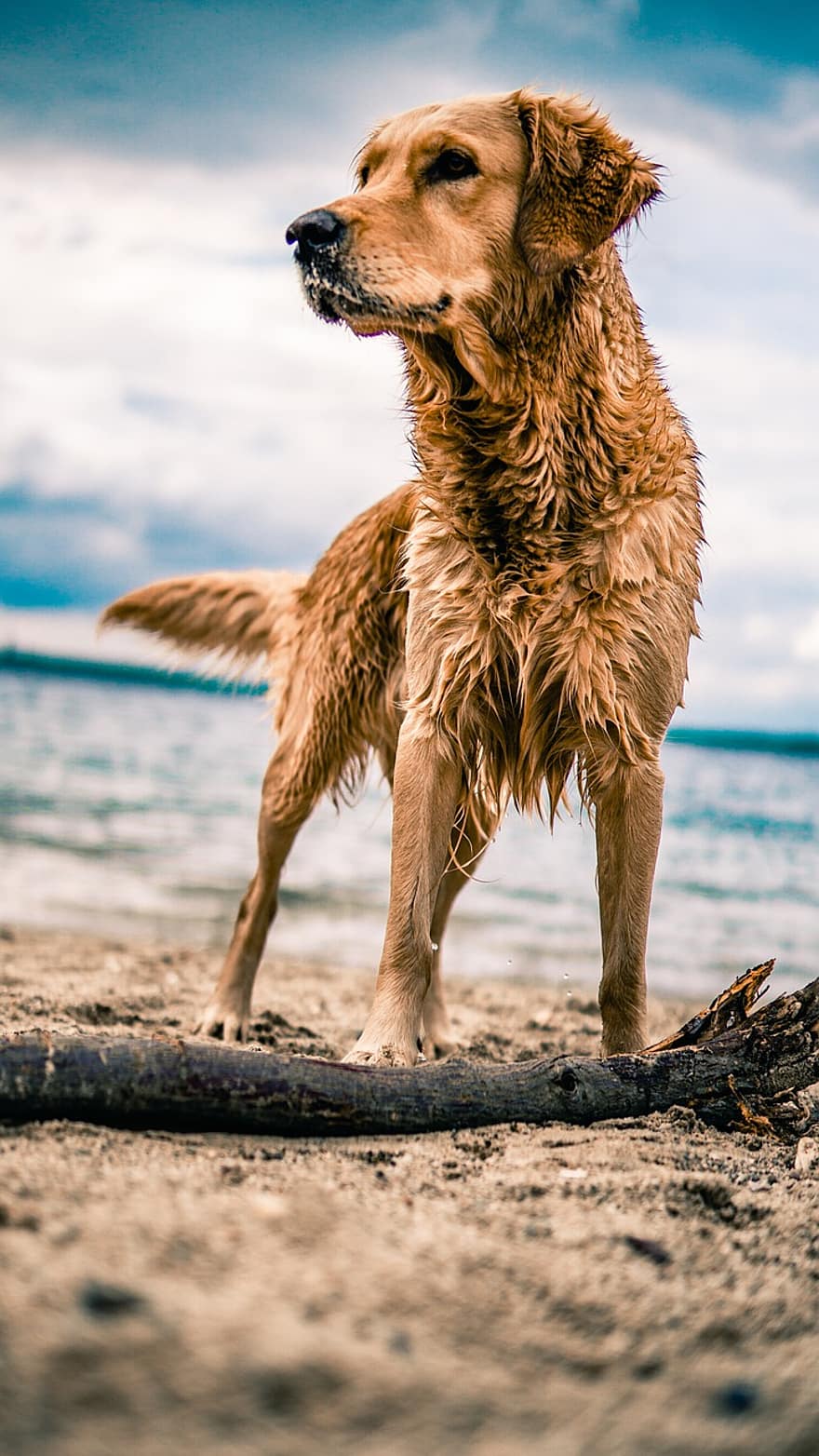 golden retriever, animal, perro, linda, naturaleza, mascota, playa, canino, feliz, al aire libre, joven