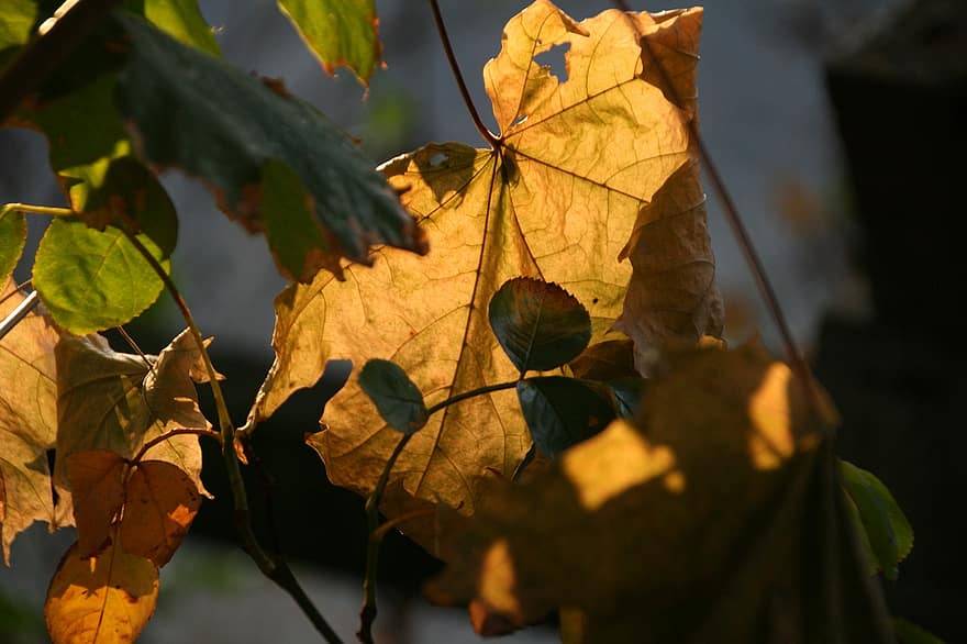 листья, сухой, осень, кленовый, солнце, подсветка