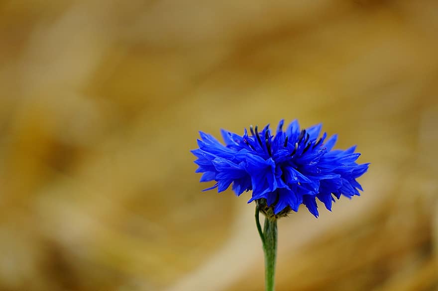 Blume, Kornblume, Feld, Blau, Wiese, blühen, Nahansicht, Pflanze, Sommer-, Gelb, Blütenblatt