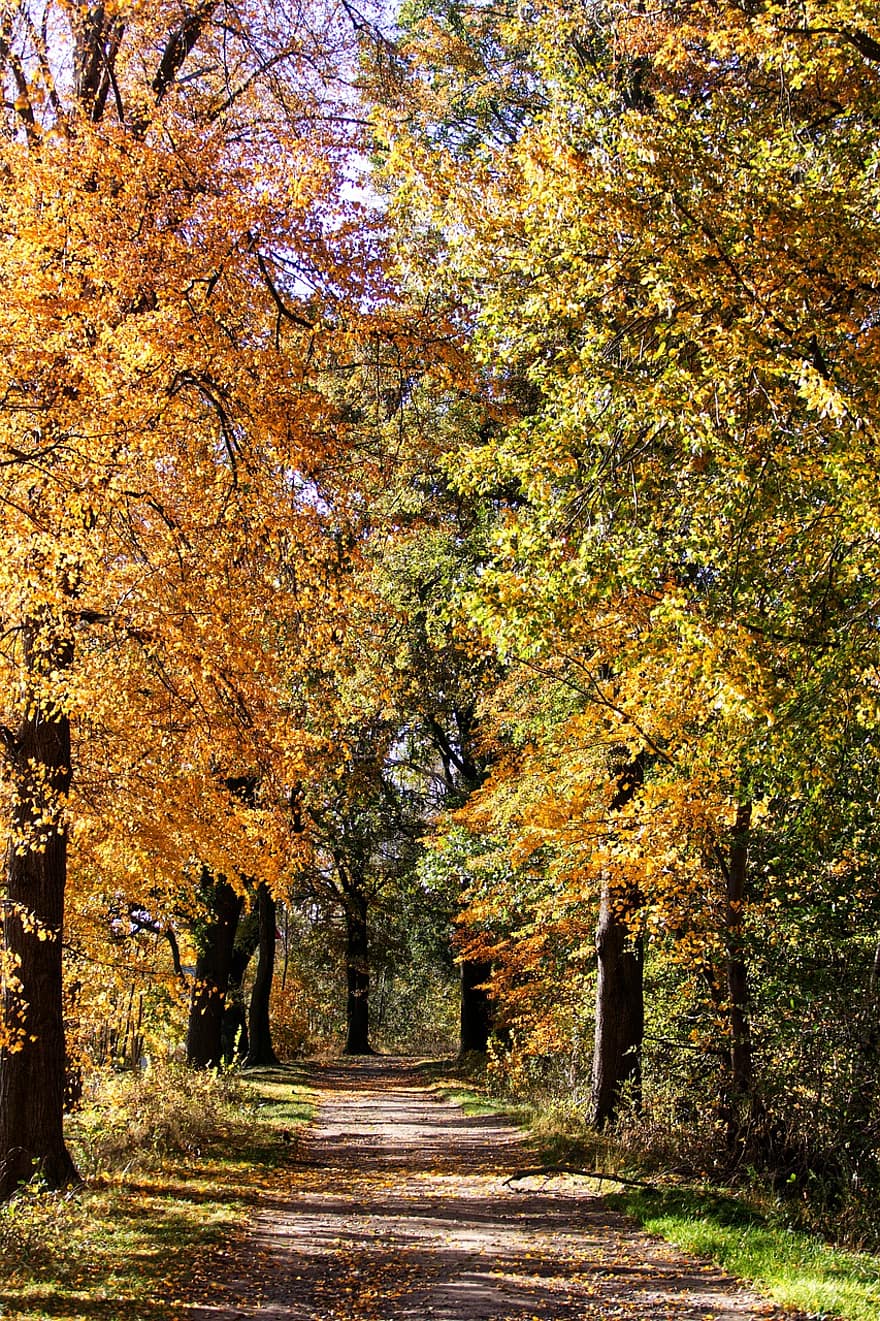 森林、秋、土の道、自然、木、オークの木、風景