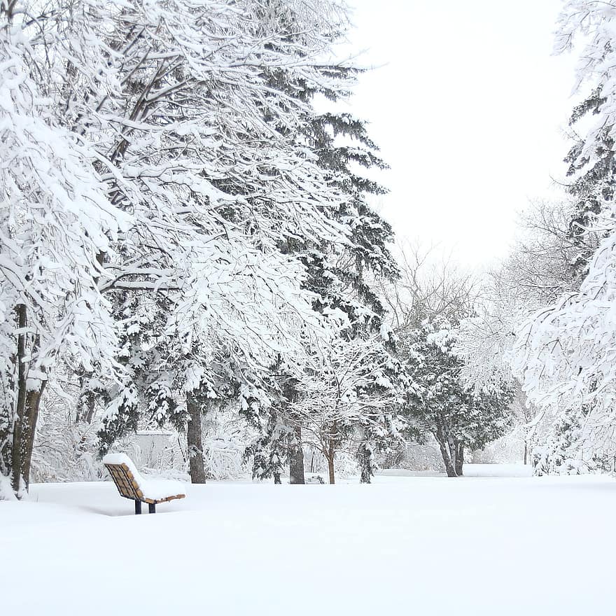 Park, Trees, Snow, Bench, Frost, Frozen, Cold, Winter, Landscape, Outdoors, Nature