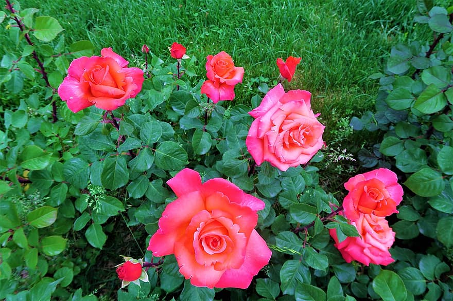 ruusu-, pinkki, kukka, rakkaus, romanttinen