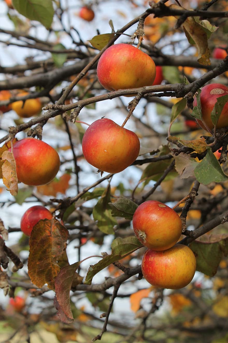 maçãs, árvore, Pomar, Pomar de macieiras, árvore de maçã, frutas, produzir, orgânico, fresco, frutas frescas, maçãs frescas