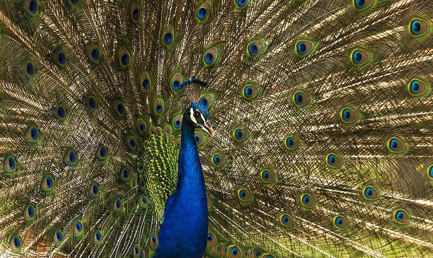 pavo real, pájaro, bolígrafo, vistoso, plumaje, naturaleza, plumas, hermoso, color, azul, verde