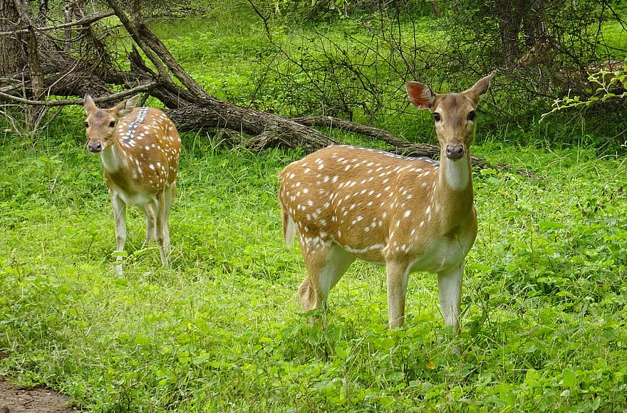 Deer, Spotted Deer, Ruminant, Doe, Female, Axis Axis, Wildlife, Mammal, Wild, Animal, Fauna