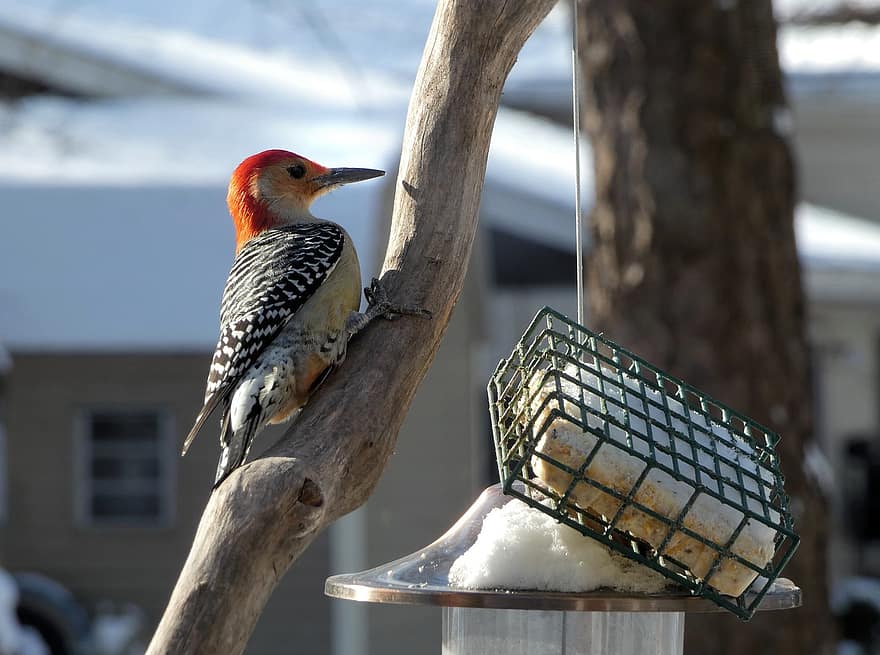 Red-bellied Woodpecker, Bird, Animal, Woodpecker, Wildlife, Suet, Bird Feeder, Plumage, Branch, Perched, feather
