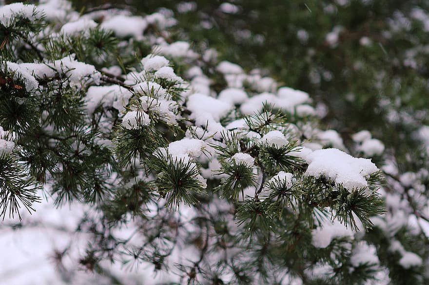 Pine, Needles, Snow, Branches, Fir, Conifer, Evergreen, Frost, Frozen, Ice, Cold