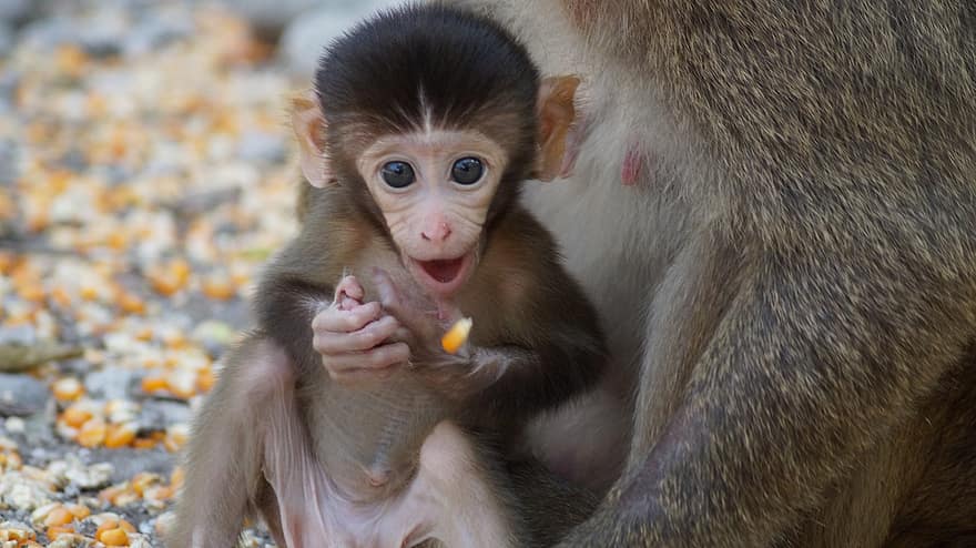 mico, animal, primat, infant, mamífer, vida salvatge, salvatge, animal salvatge, zoo