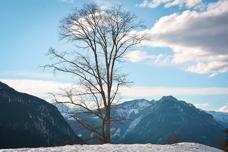 montagne, albero, la neve, picco, vertice, catena montuosa, paesaggio, inverno, scenario