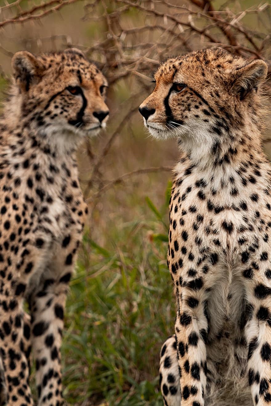 gepardy, Zwierząt, safari, Gepardy z RPA, ssaki, duże koty, dzikie zwierzęta, drapieżnik, dzikiej przyrody, fauna, pustynia