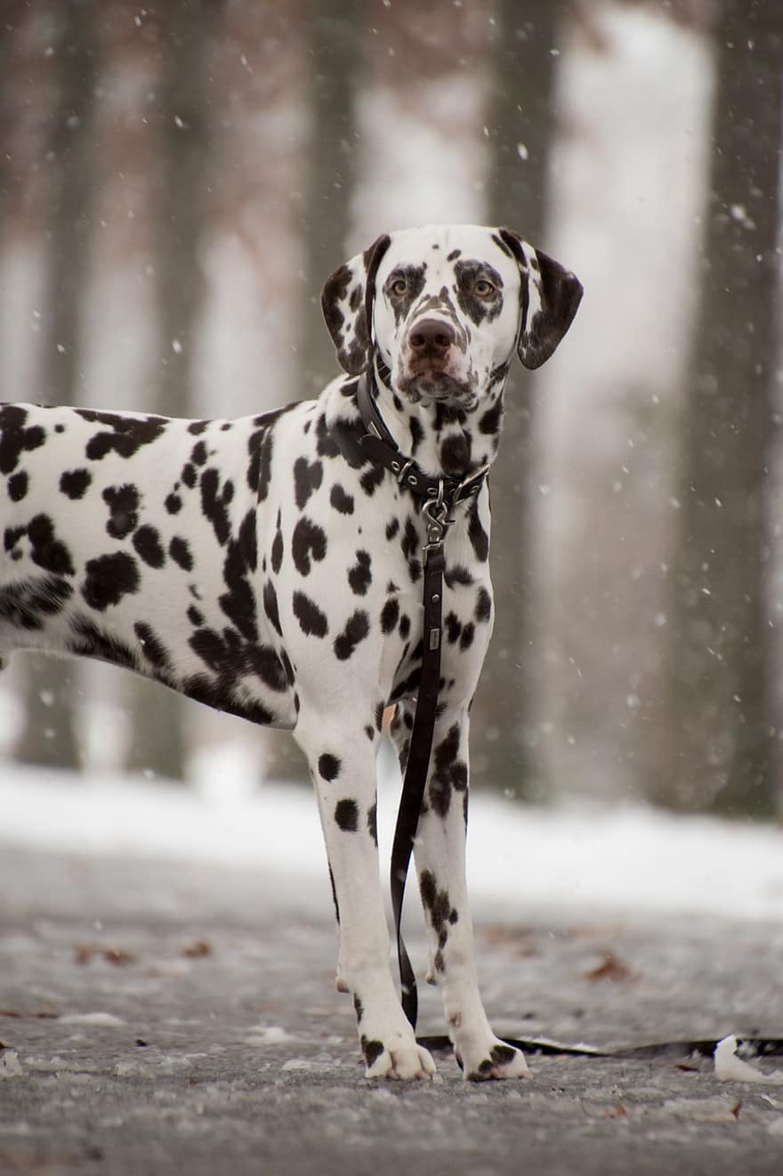 далматински, куче, сняг, вали сняг, каишка, домашен любимец, животно, домашно куче, кучешки, бозайник, сладък