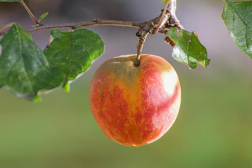 meyve, elma, ağaç, şube, organik, sağlıklı, vitamin