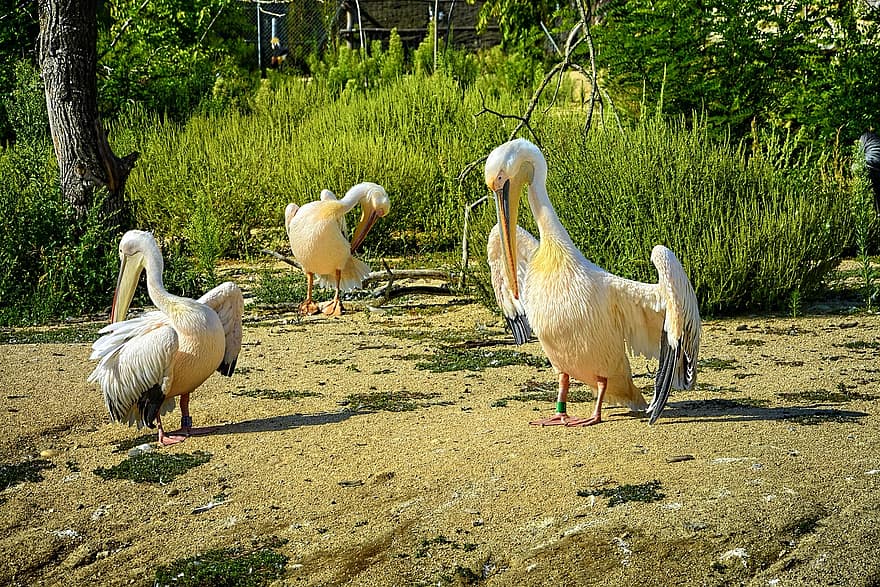 Γαλλία, pelicans, πάρκο πουλιών, πουλιά, πτηνά, άγρια ​​ζωή