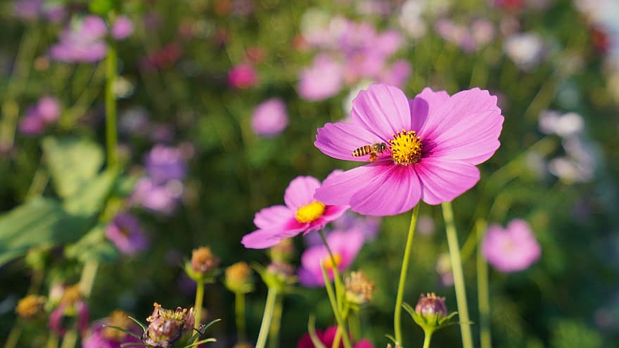cosmos, abella, flors, jardí, insecte, flors de color rosa, pètals, pètals de color rosa, florir, flor, flora