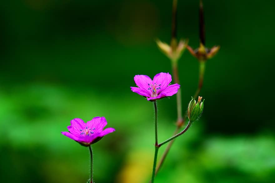 Geranium Thunberg, bunga-bunga, menanam, Geranium Thunbergii, berkembang, mekar, tanaman berbunga, flora, padang rumput, alam