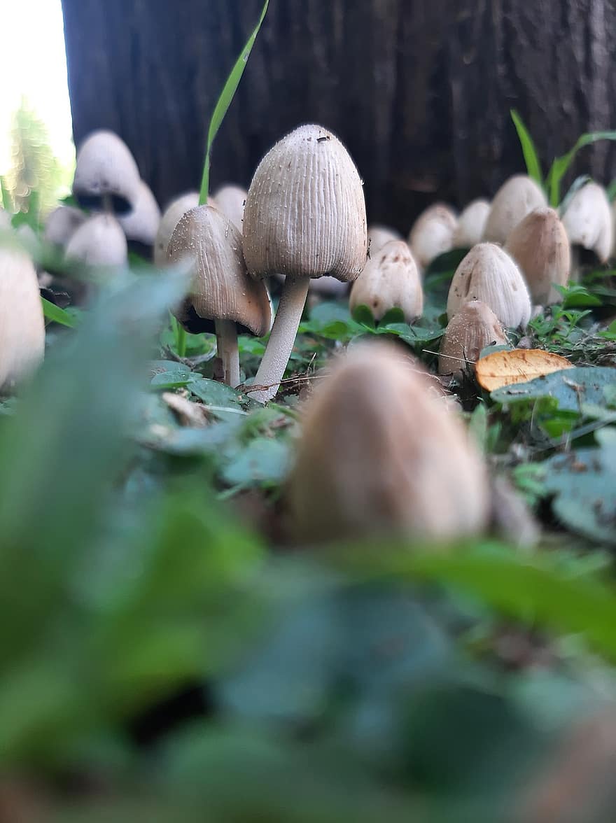 cogumelos, fungos, Inky Cap, tampa de tinta, toadstools, grama, chão, natureza, meio Ambiente, outono